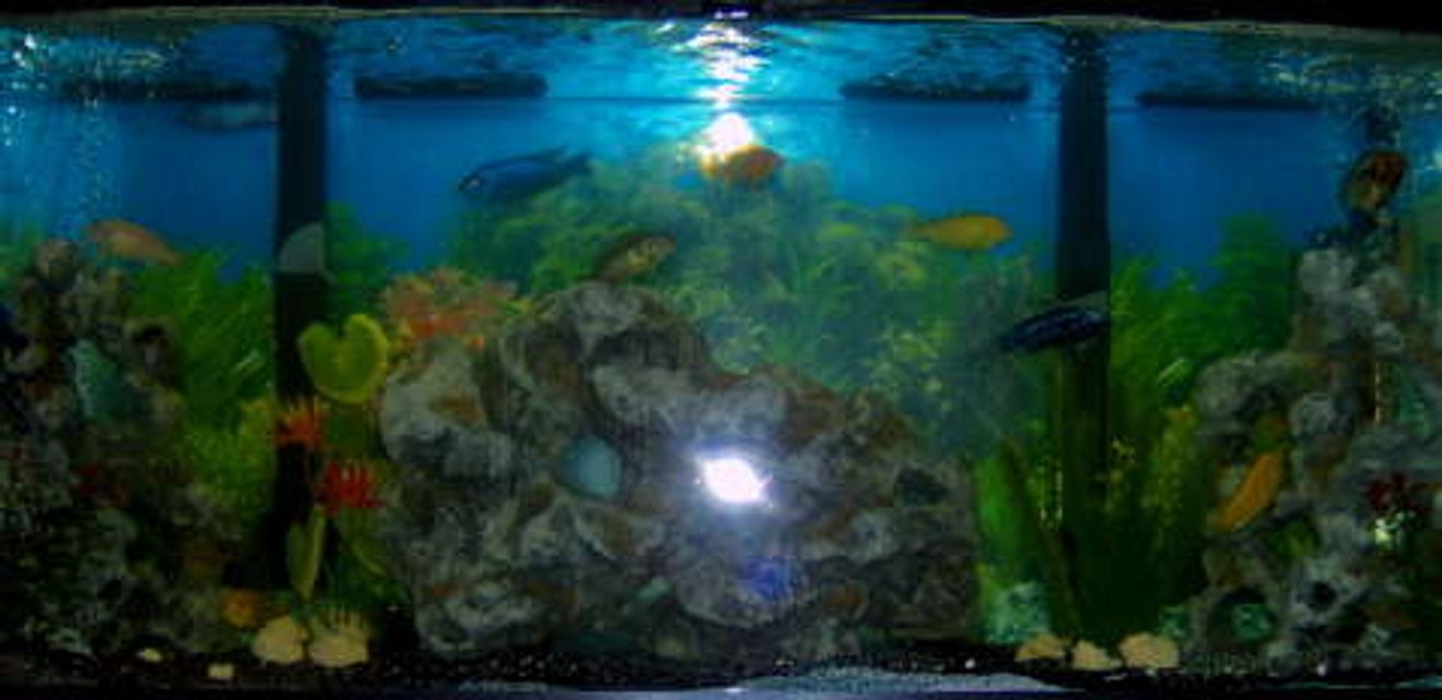 Rated #3482: 55 Gallons Freshwater Fish Tank - IT a very nice tank that holds 55-gallon cichlids in it we love it and hope you like it just as much