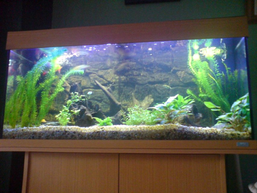 Rated #1950: 48 Gallons Freshwater Fish Tank - This is my current set up, with the juwel 3d backround, mainly used fine gravel for substrate but have a "sandpit" in the back corner for the eel. Main peice being a lovely shaped bog wood