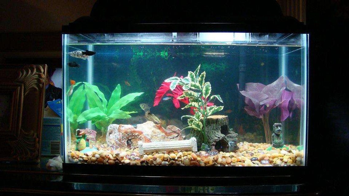 Rated #3879: 10 Gallons Freshwater Fish Tank - 10 gallon fish tank