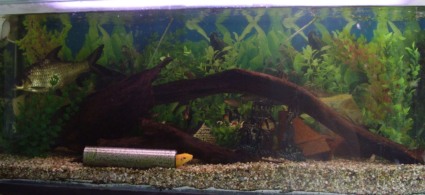 Rated #3398: Freshwater Fish Tank - This is just the whole view of my tank, i love the natural look with the wood, its so organic. i think i have the perfect mesh of fish, they go together really well =]
