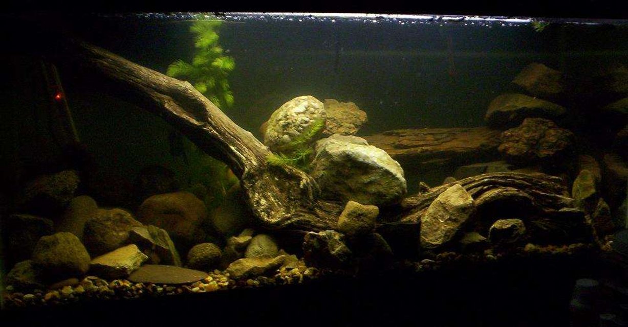 Rated #1665: 90 Gallons Freshwater Fish Tank - Discus Tank, before discus.(Still haven't gotten around to putting any in yet..LOL)