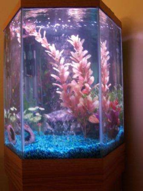 Rated #3740: 35 Gallons Freshwater Fish Tank - This is my Aquarium upgrade from the 10 Gallon I was using it has been drastically easier to maintain my water chemistry since the upgrade and my fish have thrived.