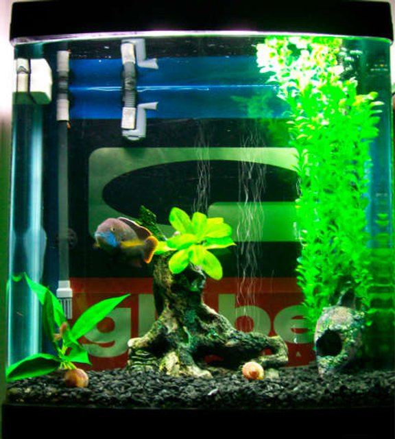 Rated #3394: 34 Gallons Freshwater Fish Tank - .