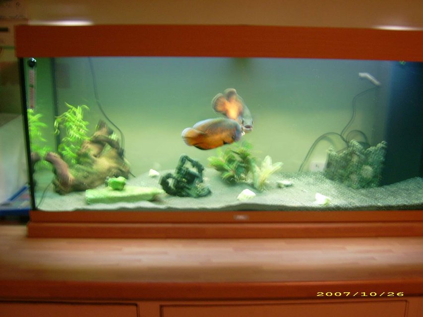 Rated #486: 57 Gallons Freshwater Fish Tank - A picture of my new juwel 240 and my two small oscars hopefully they might be a bit happier in their new larger tank :D please comment thanks