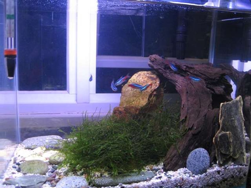 Rated #3164: 5 Gallons Freshwater Fish Tank - 5 gallon tank