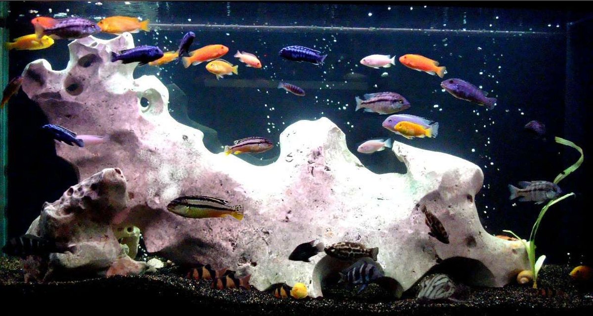 Rated #115: 138 Gallons Freshwater Fish Tank - my 2nd tank. side A