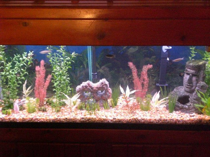 Rated #2784: 55 Gallons Freshwater Fish Tank - My 55 gallon fish tank 1. do u like it?