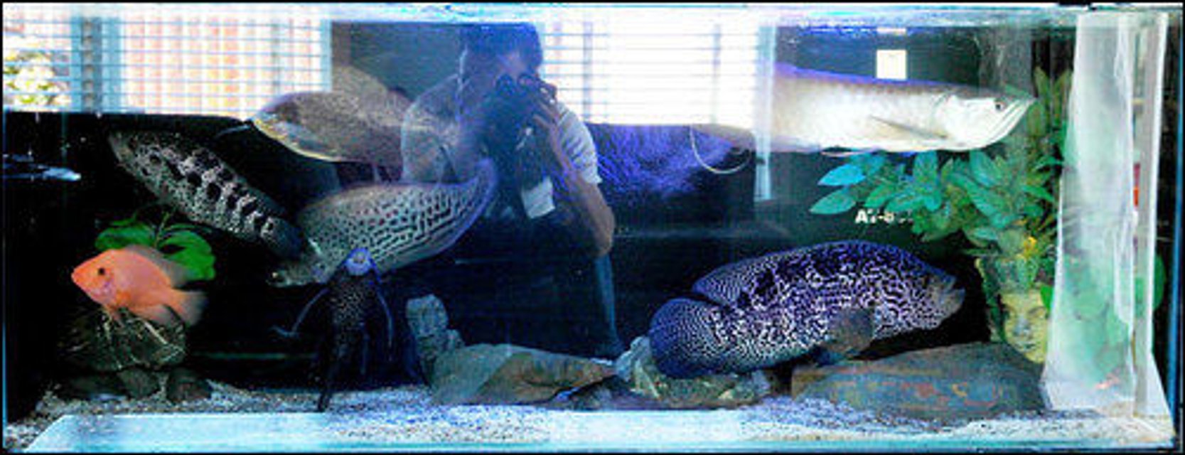 Rated #2535: 1000 Gallons Freshwater Fish Tank - jag, royal clown knife, arowana, red devils etc. Not usually hel all together but looked cool while there temporarily so took photo!