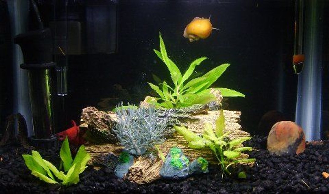 Rated #2888: 3 Gallons Freshwater Fish Tank - The Three Amigos