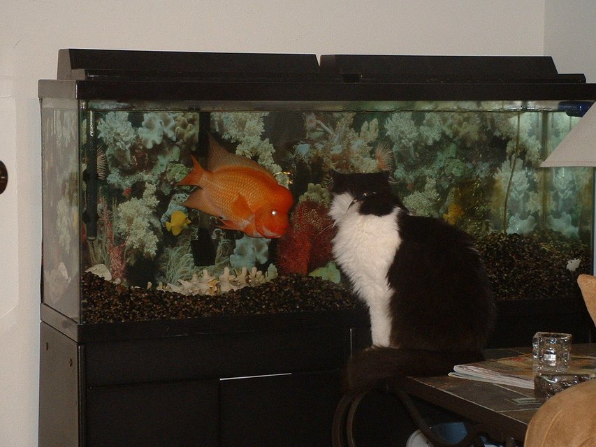 Rated #3180: 55 Gallons Freshwater Fish Tank - Otis Red Devil Cichlid and Silvester the Cat