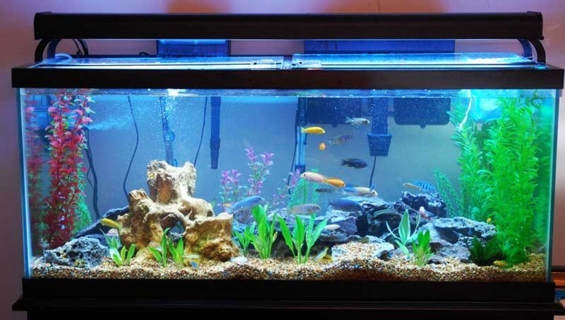 Rated #1882: 75 Gallons Freshwater Fish Tank - sunlight setting