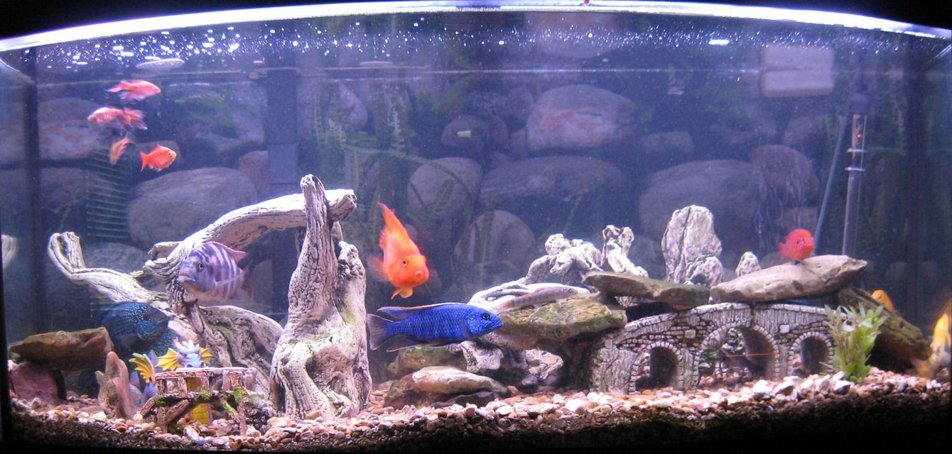 Rated #2120: 70 Gallons Freshwater Fish Tank - Cichlids:
2 - Jack Dempseys (Jack & JJ)
1 - Yellow Lab (Stripe)
1 - Super VC10 (Spot)
1 - Hap Ahli (Ice)
1 - Tropheus duboisi (Ringo)
1 - Julidochromis marlieri Burundi (Grid)
1 - Blood Parrot (Bubbles)
1 - Hemichromis stellifer (Jewel)

Other:
2 - Green corys
1 - pleco (free, must pick up)
2 - rosy barbs (will be eaten soon)
4 - algae eaters (transferred from dismantled tanks)
3 - prawn (now big enough to fend off the big guys)