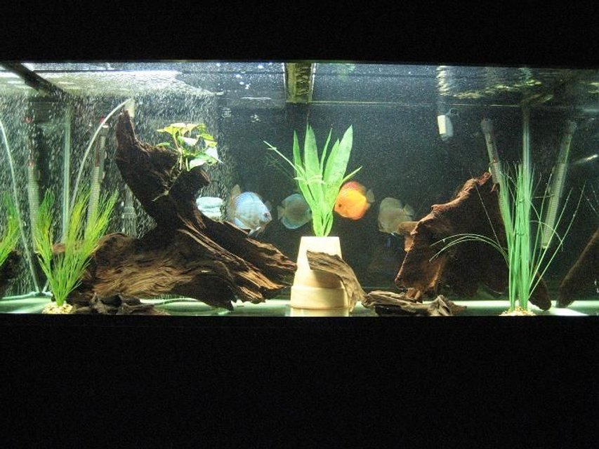 Rated #2058: 110 Gallons Freshwater Fish Tank - My 110 gallon with discus :)