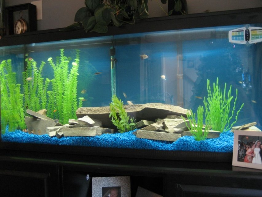 Rated #2113: 55 Gallons Freshwater Fish Tank - 55 Gallon Tank in my living room