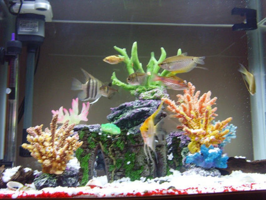 Rated #3432: 23 Gallons Freshwater Fish Tank - my new tank
