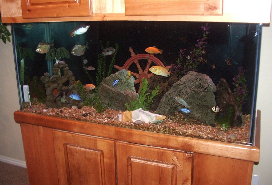 Rated #2415: 90 Gallons Freshwater Fish Tank - 90 gallon tank