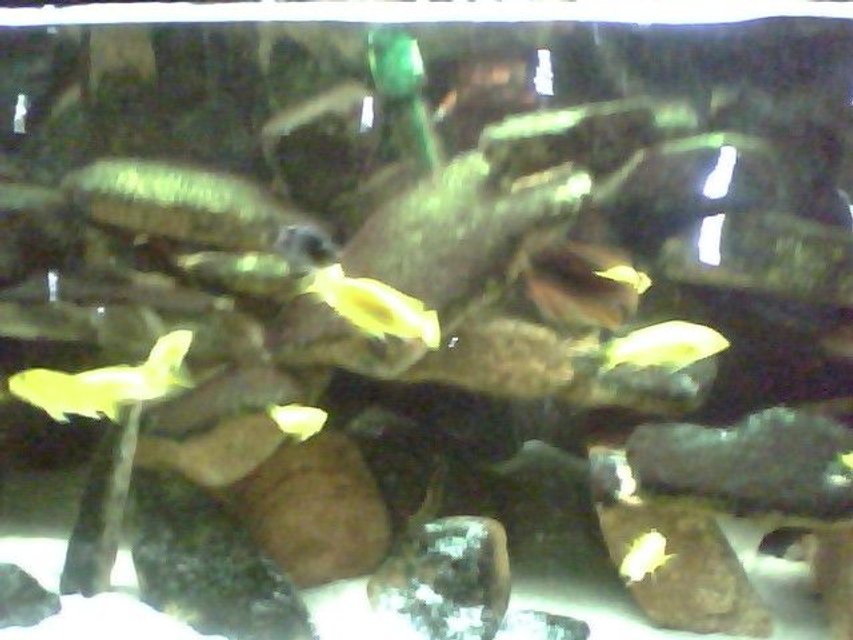 Rated #4086: 55 Gallons Freshwater Fish Tank - fishys