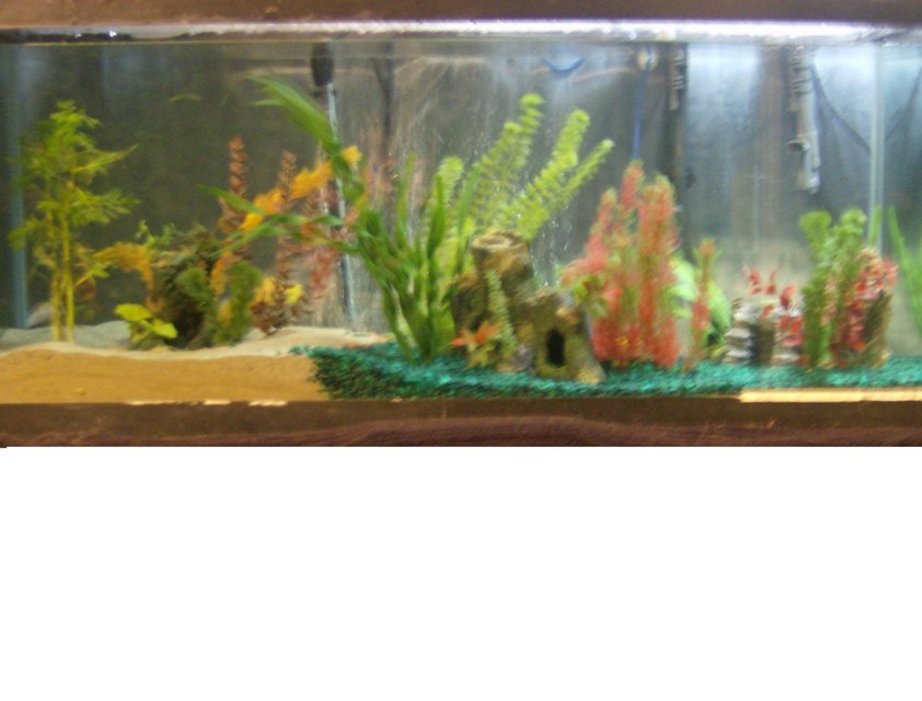 Rated #4024: 88 Gallons Freshwater Fish Tank - My Tank
