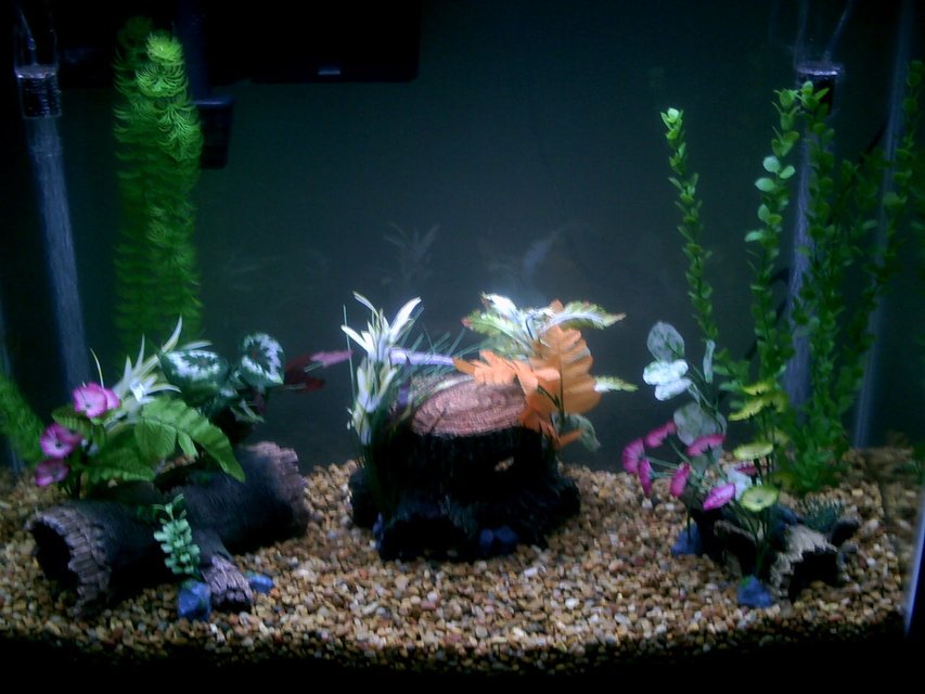 Rated #3491: 37 Gallons Freshwater Fish Tank - 37 gal, 6 Tiger barbs, 2 Rainbow sharks, 2 Limporitus ?, 2 Snails