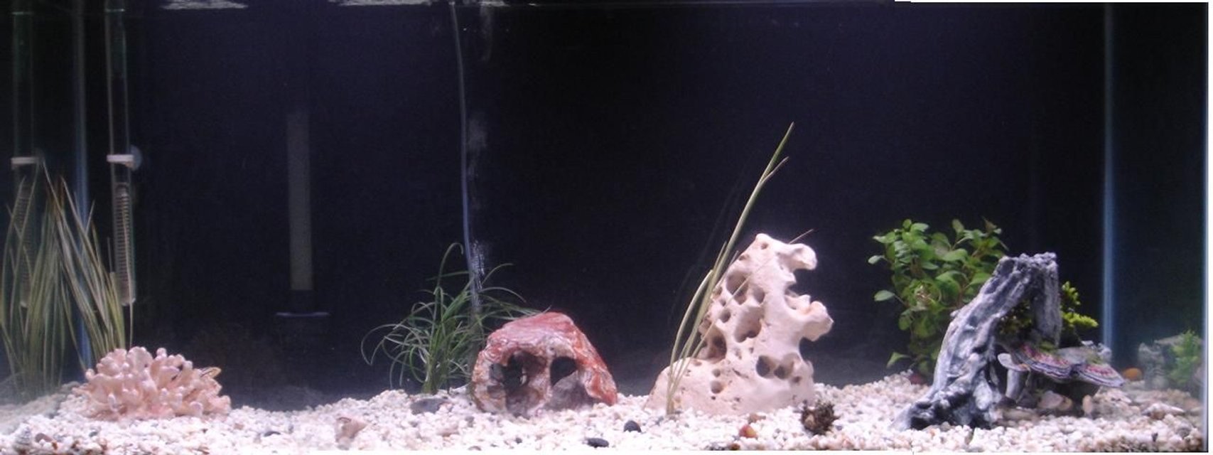 Rated #3668: 85 Gallons Freshwater Fish Tank - fish are hiding. will try to get closeup of lobster. ...
Crazy Thing::: the day after i took the picture below of my lobster he dissappeared from my tank. I checked under and in everything and cannot find hiim anywhere! He had been climbing my heater and I theorize that he made it to the top and possibly my wifes cat got him and ate him? I am so BUMMED!!!