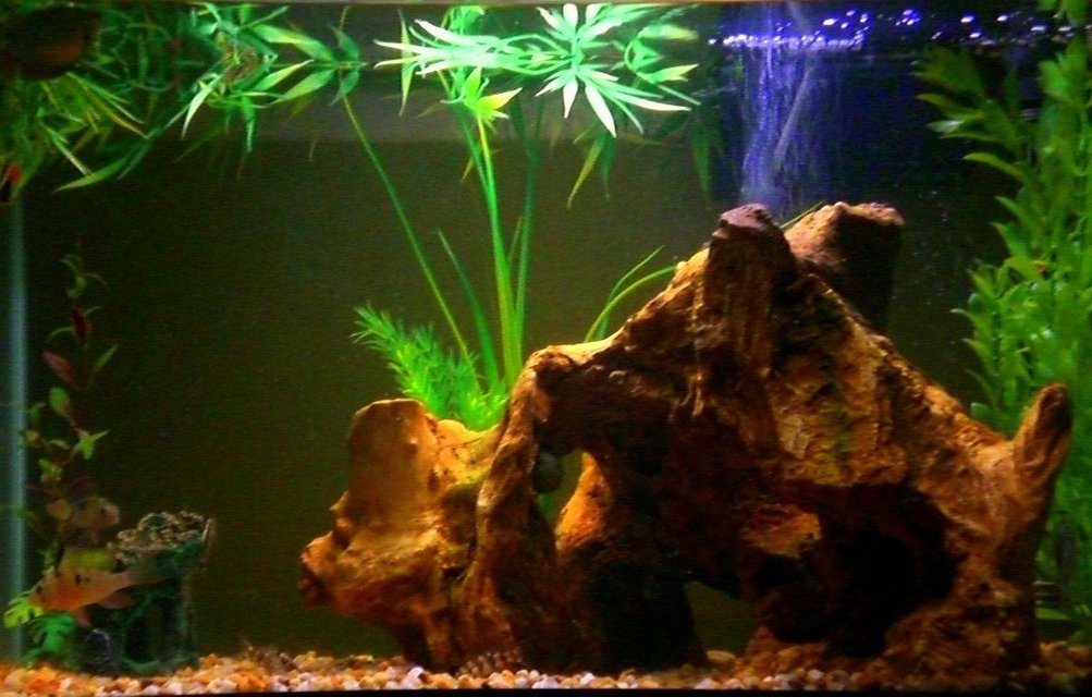 Rated #2793: 20 Gallons Freshwater Fish Tank - 20g 
Fish: 4 YoYo Loaches, 2 South American Gobies (SM), 1 Ruby Clown Cichlid, 1 Neon Blue Dwarf Gourami,  and 3 Otos.