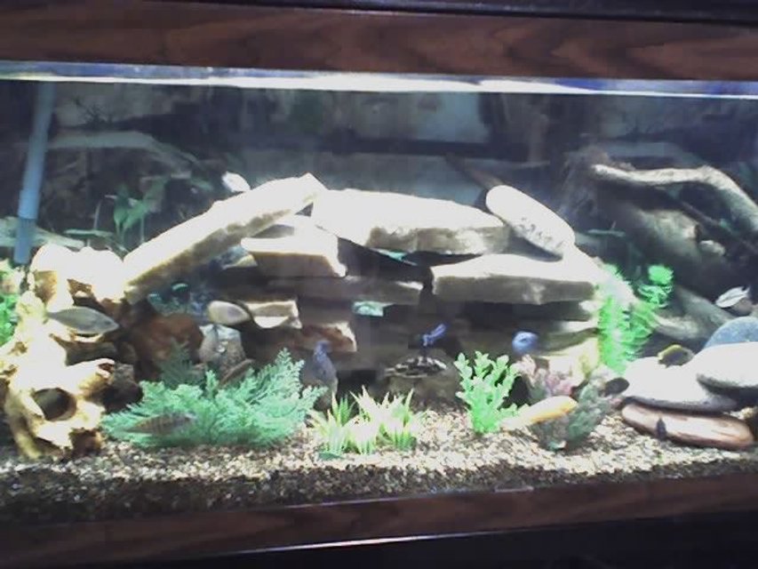 Rated #1697: 75 Gallons Freshwater Fish Tank - 75 Gallon with Mostly African Cichlids