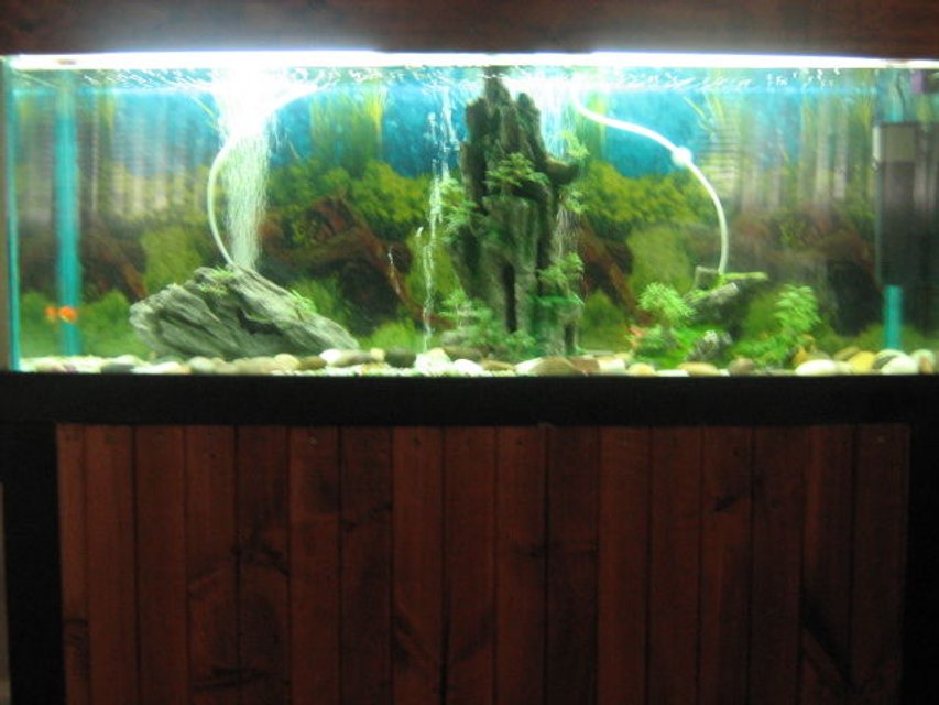 Rated #3163: 51 Gallons Freshwater Fish Tank - My Tank - Full View
 Quite dim lighting- will get a better pic up soon!