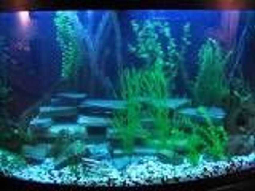 Rated #3333: 125 Gallons Freshwater Fish Tank - My 90 gallon cichlid tank which holds P. Salousi, Lamprologus tretacephaleus, a Sunshine Peacock, a butterfly pleco, unknown pleco, Odessa Barbs, Arulius Barbs, Otocinclus cats, and an adult rainbow shark