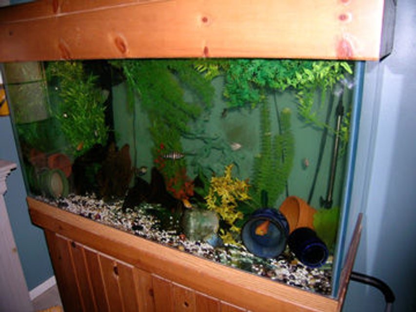 Rated #3841: 90 Gallons Freshwater Fish Tank - 90 Gallon