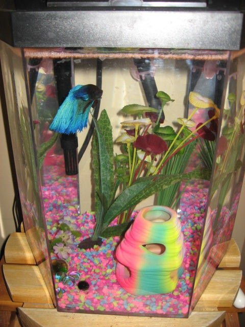 Rated #4183: 5 Gallons Freshwater Fish Tank - 5 gallon hex tank, bio wheel filter, male betta named Bubbles