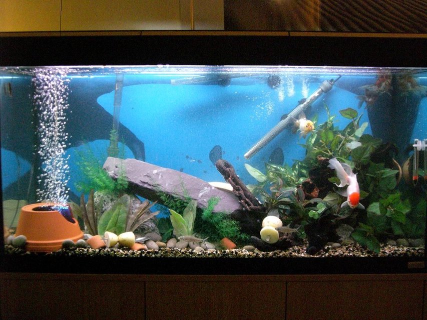Rated #3038: 50 Gallons Freshwater Fish Tank - Newly modded tank please vote!