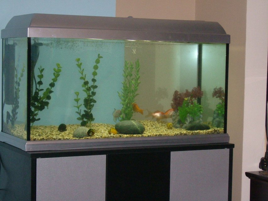Rated #3993: 25 Gallons Freshwater Fish Tank - The whole tank.. really dull and boring I know :(