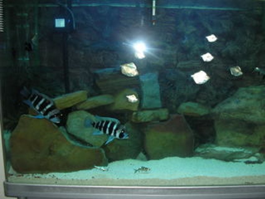 Rated #3171: 158 Gallons Freshwater Fish Tank - one of the tanks...have more to go yet
