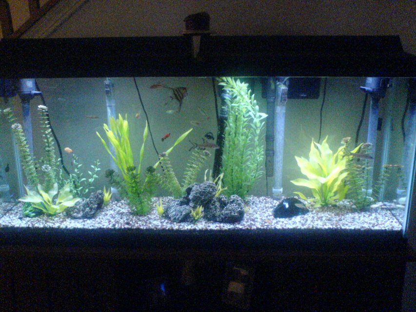 Rated #331: 55 Gallons Freshwater Fish Tank - Here is my 55 gal tank :) I am open to suggestions for improving the landscaping :)