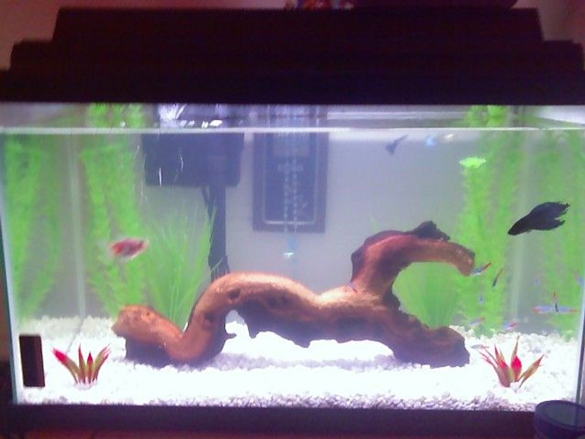 Rated #3927: 30 Gallons Freshwater Fish Tank - Updated pic of the 10 gallon fresh water setup