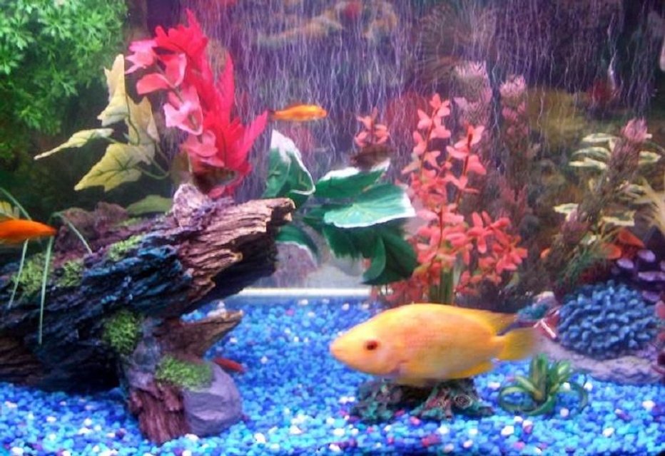 Rated #3296: 30 Gallons Freshwater Fish Tank - my 30 gallon, flower horn, angels ,silver dollars , tiger barbs,  gouramis, feederfish ,pleco