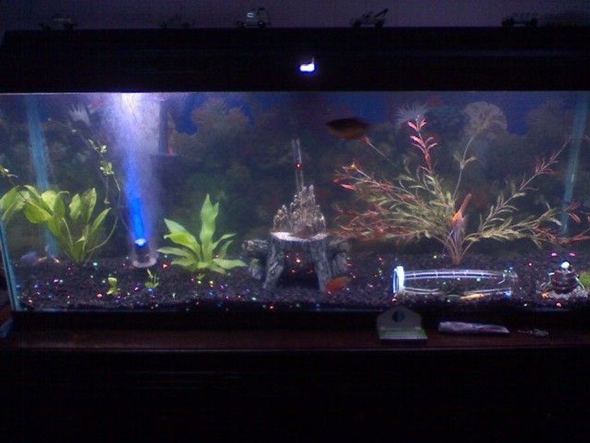 Rated #3561: 50 Gallons Freshwater Fish Tank - my 50g freshwater tank