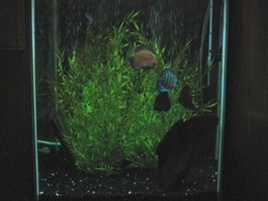 Rated #3669: 47 Gallons Freshwater Fish Tank - 47 gal column   4 discus, 10 rummy nose tetras, 3 corys