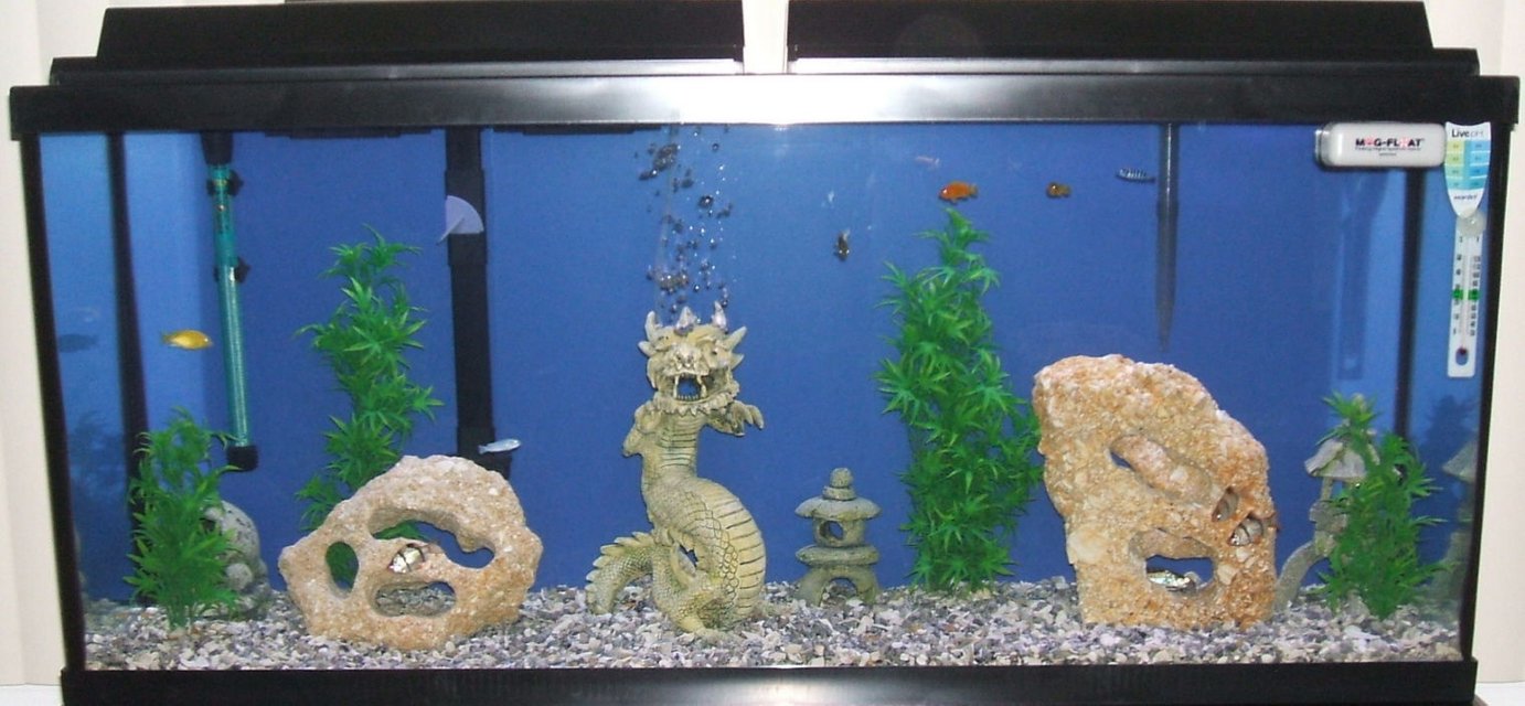 Rated #3624: 55 Gallons Freshwater Fish Tank - 55 gal