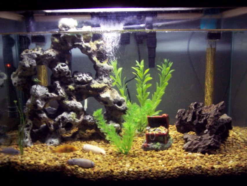 Rated #3313: 25 Gallons Freshwater Fish Tank