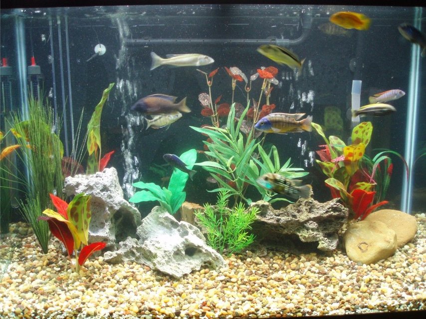 Rated #2733: 75 Gallons Freshwater Fish Tank - 65gal African Tank
