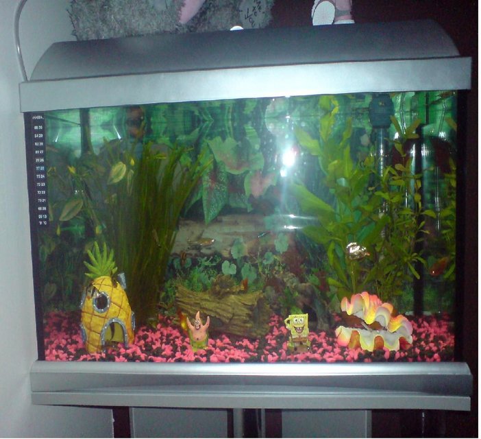 Rated #4170: 12 Gallons Freshwater Fish Tank - My Fish Tank!