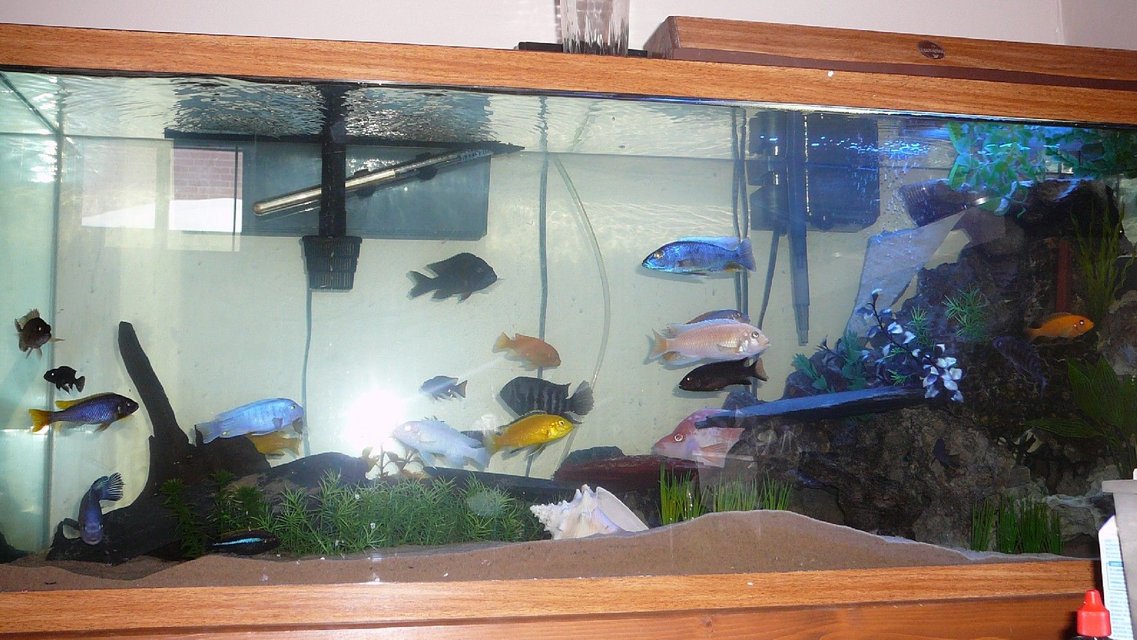 Rated #3064: 55 Gallons Freshwater Fish Tank - Good I hope Give suggestions