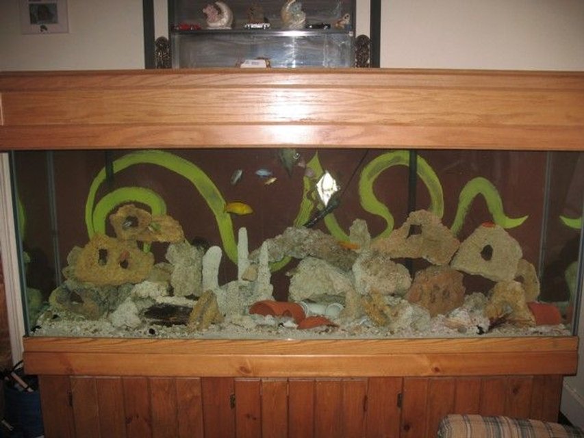 Rated #3767: 150 Gallons Freshwater Fish Tank - My 150 gallon Tank