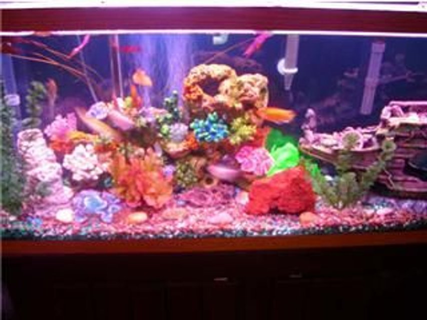 Rated #3650: 55 Gallons Freshwater Fish Tank - freshwater fish tank