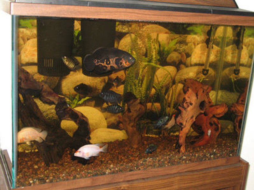 Rated #3159: 45 Gallons Freshwater Fish Tank - American cichlids w/mopani driftwood decor in 45 gallon tall