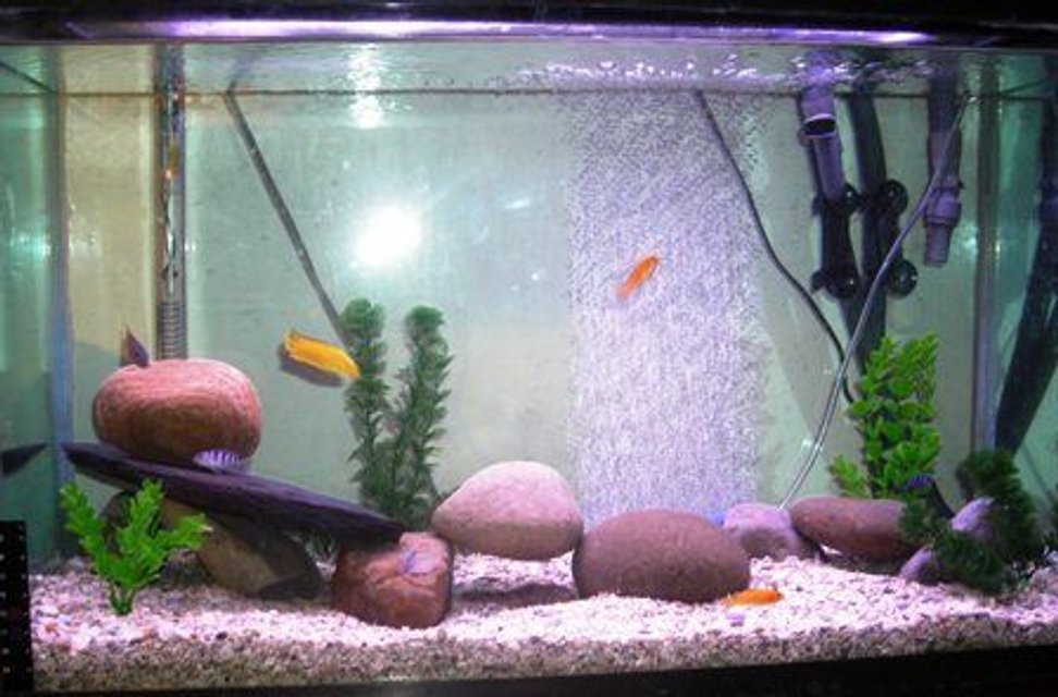 Rated #3950: 30 Gallons Freshwater Fish Tank - my tank1