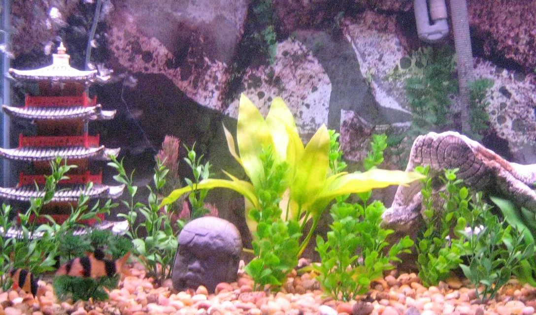 Rated #3235: 50 Gallons Freshwater Fish Tank - fun