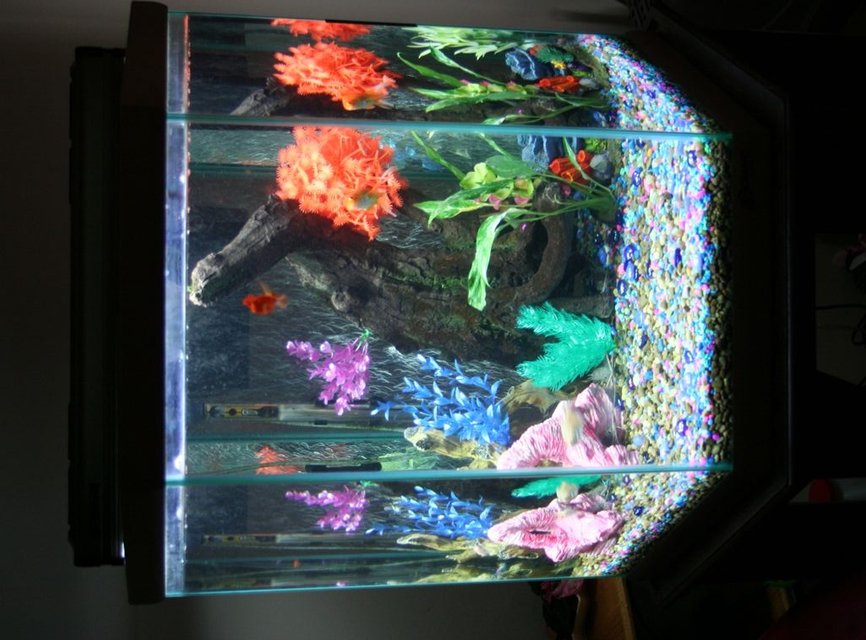 Rated #3528: 43 Gallons Freshwater Fish Tank - Front view of 43 GL tank. Sweetheart Parrot in the front. As always