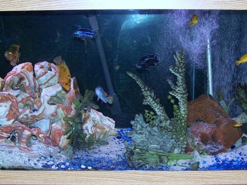 Rated #3911: 75 Gallons Freshwater Fish Tank - African Cichlids